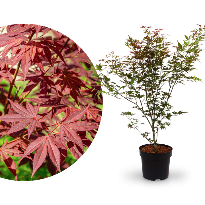Großer Fächer-Ahorn 'Atropurpureum'