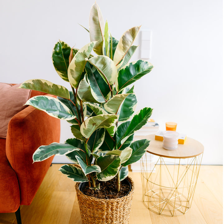 Großer Ficus elastica 'Tineke' im Wohnzimmer