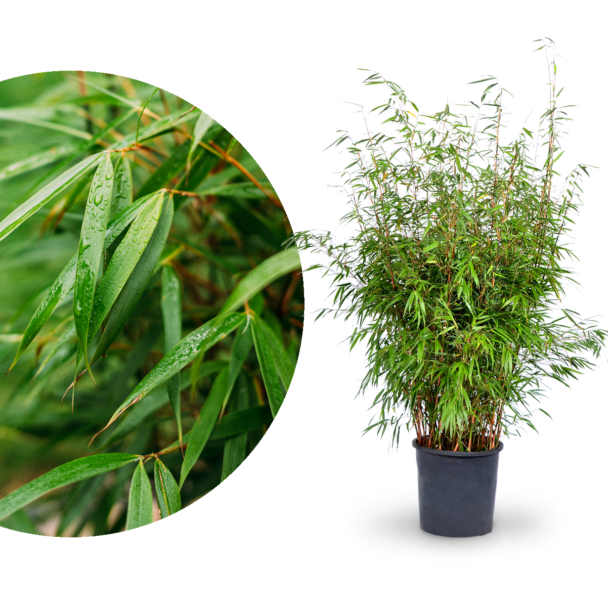Sehr großer Gartenbambus 'Asian Wonder'
