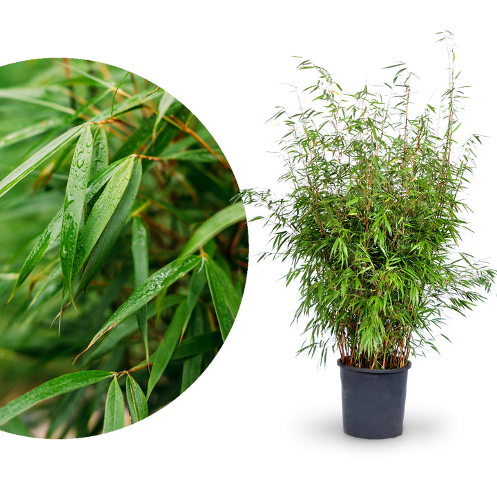 Sehr großer Gartenbambus 'Asian Wonder'
