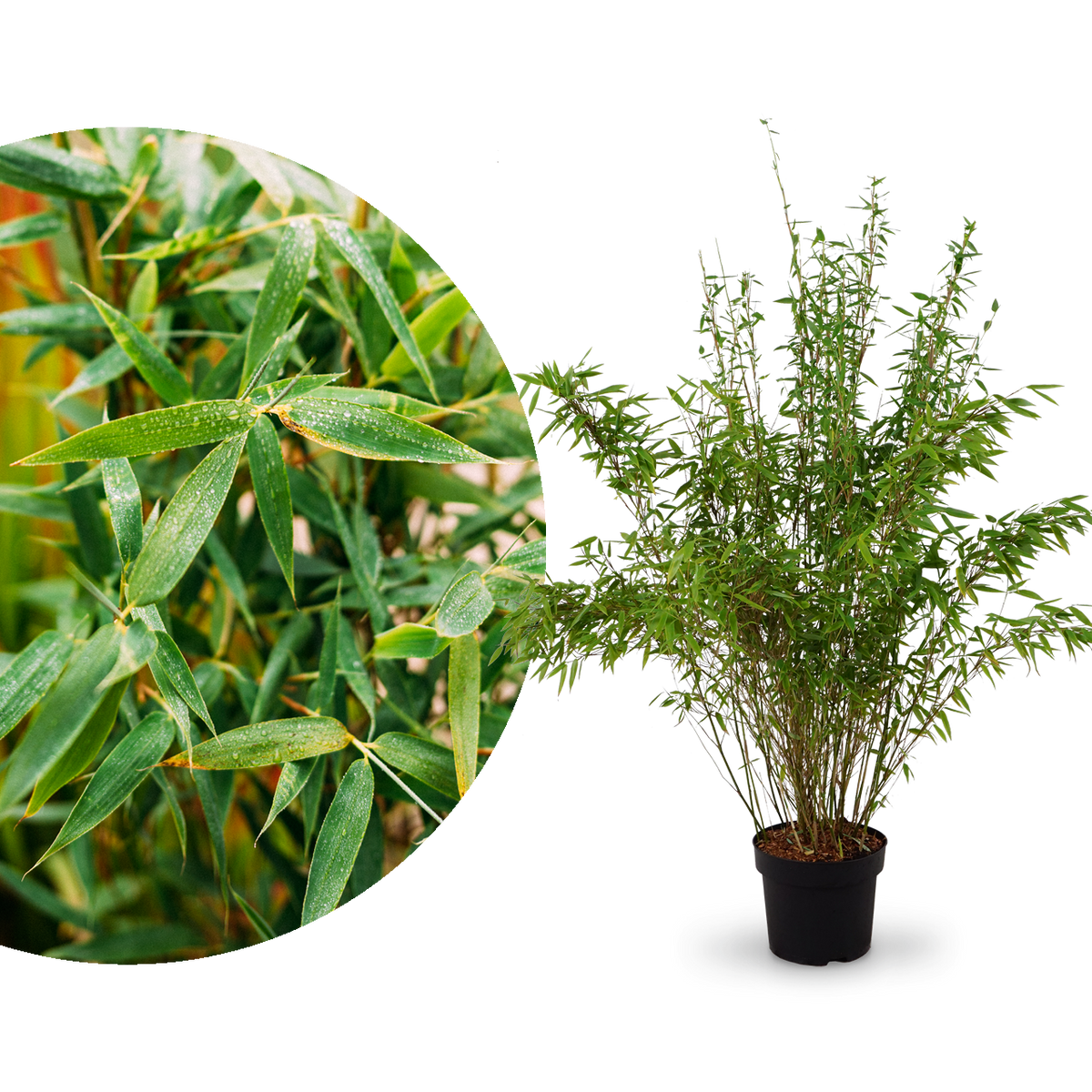 Sehr großer Gartenbambus 'Jumbo'