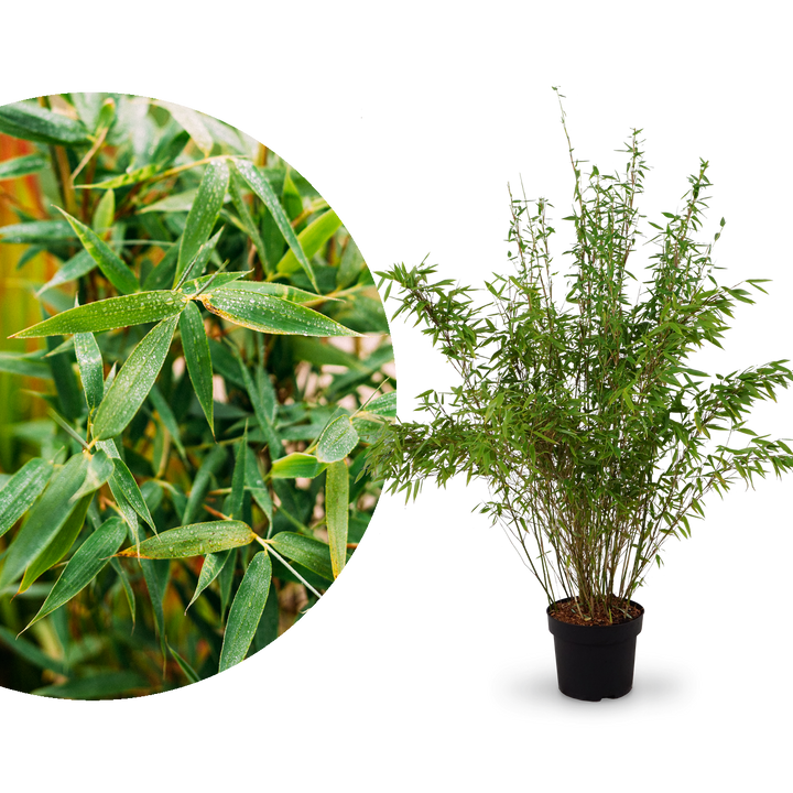 Sehr großer Gartenbambus 'Jumbo'