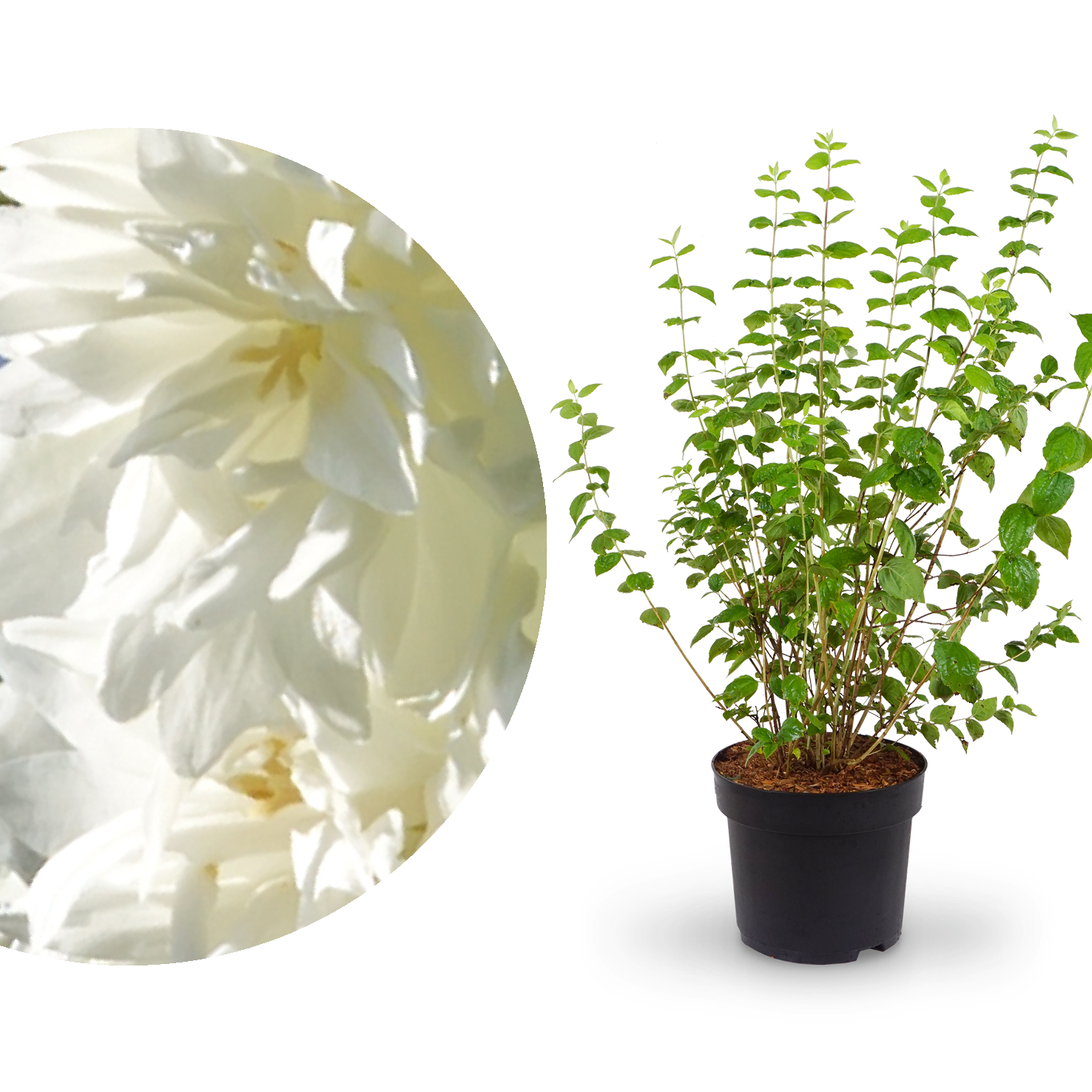 Großer Gartenjasmin 'Minnesota Snowflake'