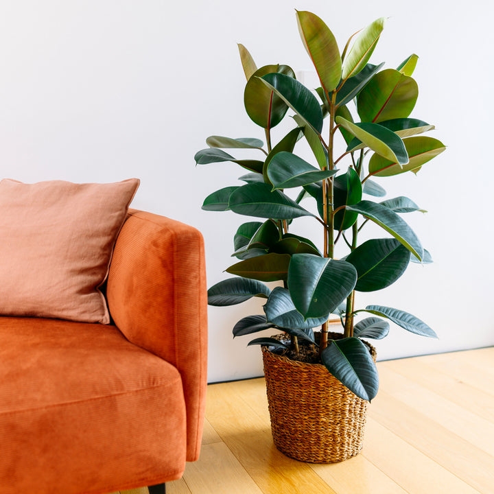 Großer Gummibaum 'Robusta' im Wohnzimmer