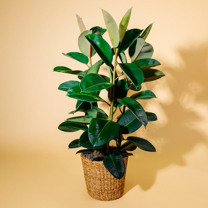 Großer Gummibaum 'Robusta' als Zimmerpflanze