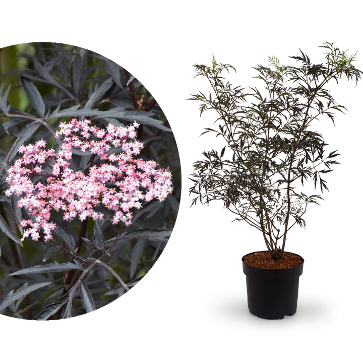 Großer Schwarzer Holunder 'Black Lace'®