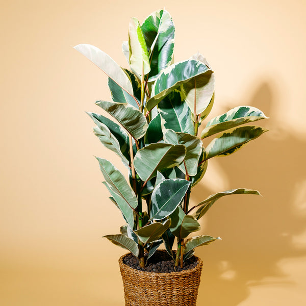 Großer Weißbunter Gummibaum 'Tineke' als Zimmerpflanze