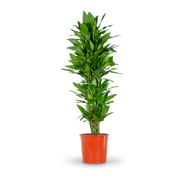 Großer XXL-Drachenbaum 'Janet Lind' als Zimmerpflanze