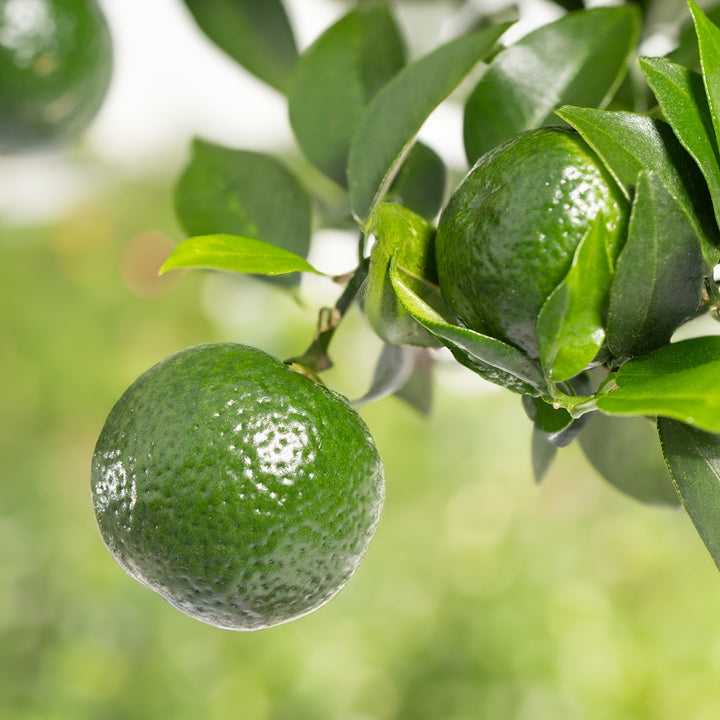 Grüne Limetten an einer Citrus latifolia