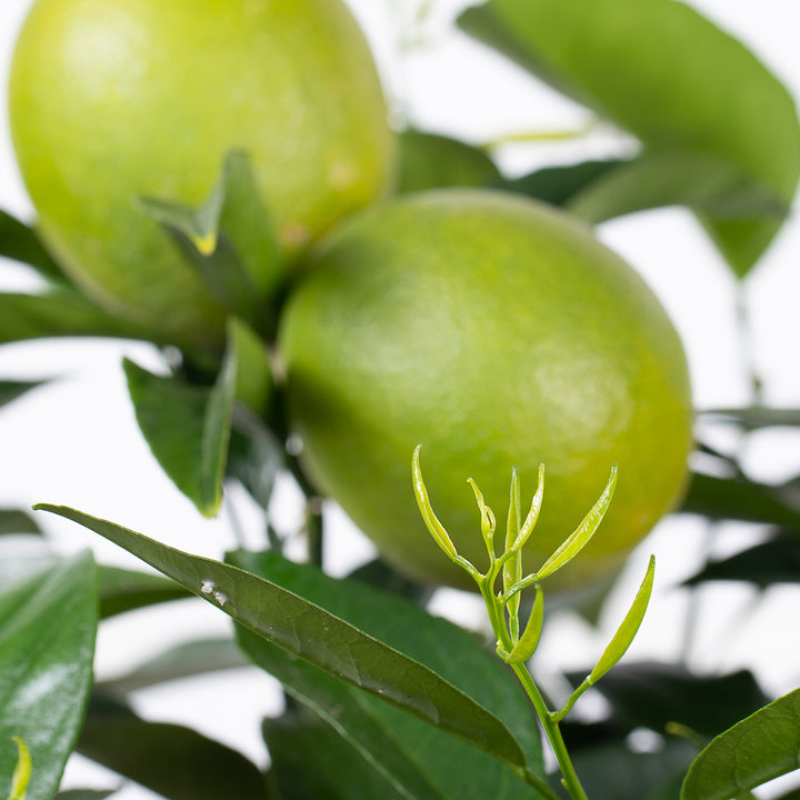 Grüne Frucht der Nabel-Apfelsine 'Navelina'