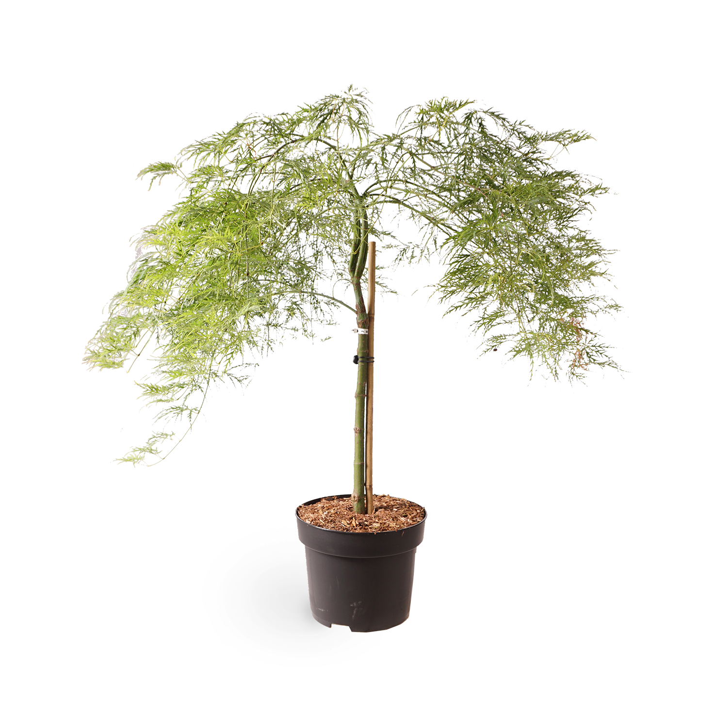Grüner Schlitzahorn 'Dissectum Viridis'