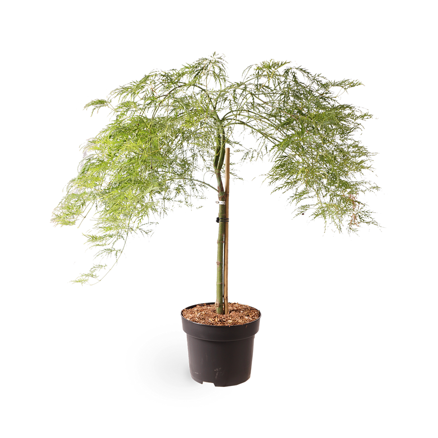 Grüner Schlitzahorn 'Dissectum Viridis'
