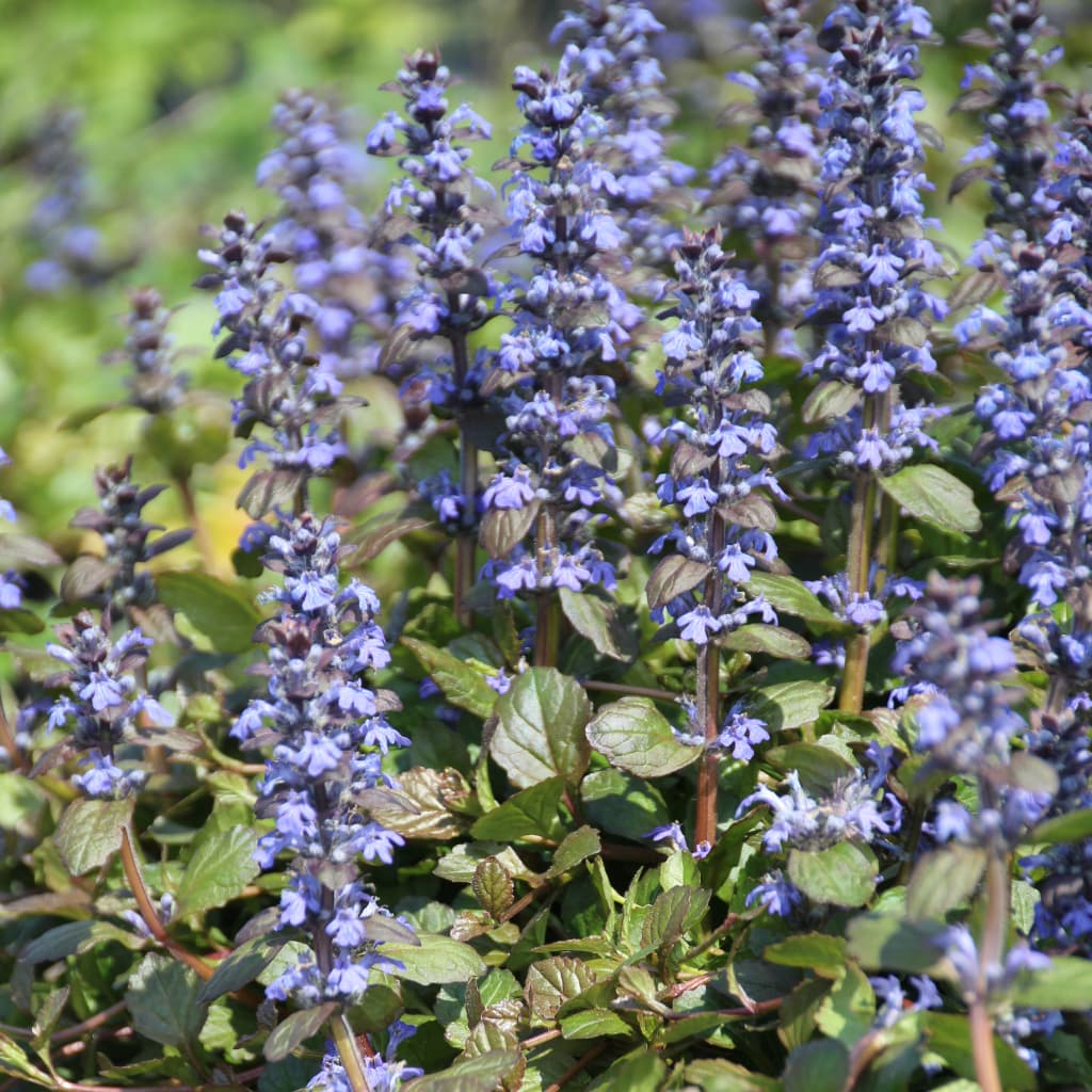 Günsel 'Braunherz' Blau