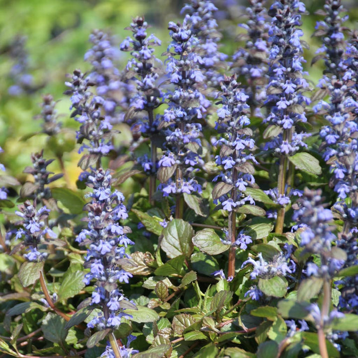 Günsel 'Braunherz' Blau