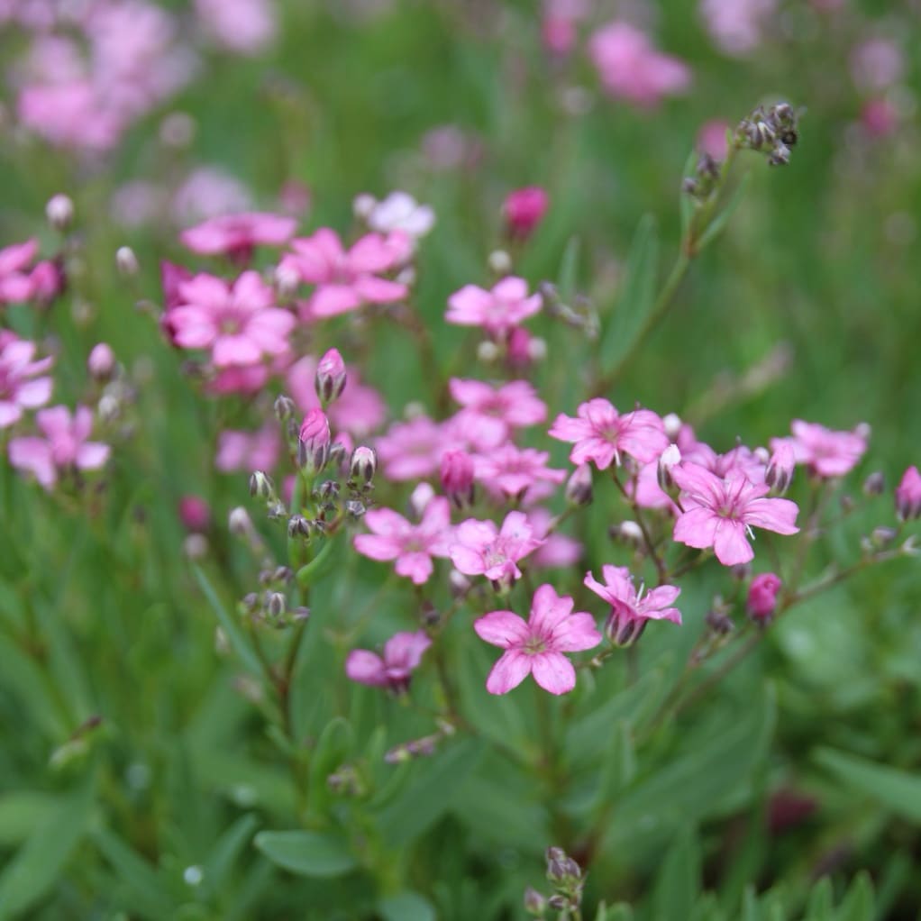 Gypsophila repens 'Filou Rose'