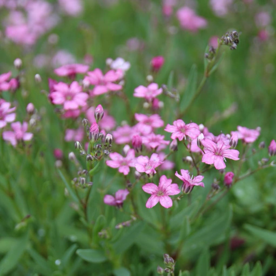 Gypsophila repens 'Filou Rose'
