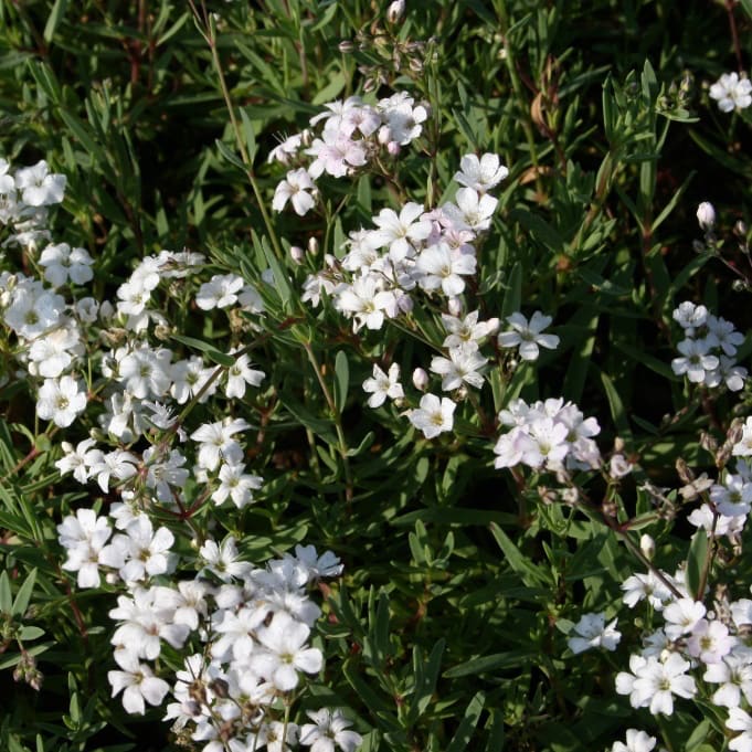 Gypsophila repens 'Filou White'