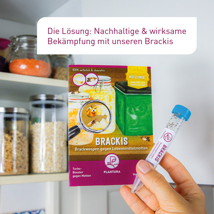 Habrobracon hebetor Nützlinge gegen Lebensmittelmotten