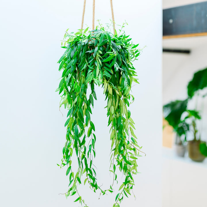 Hängende Lippenstiftblume im Wohnzimmer