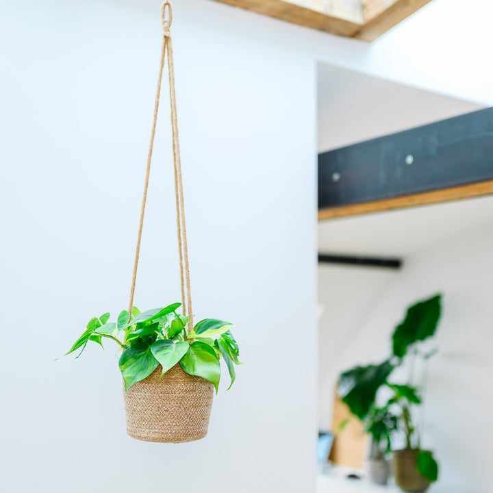 Hängender Philodendron scandens 'Brasil' im Wohnzimmer