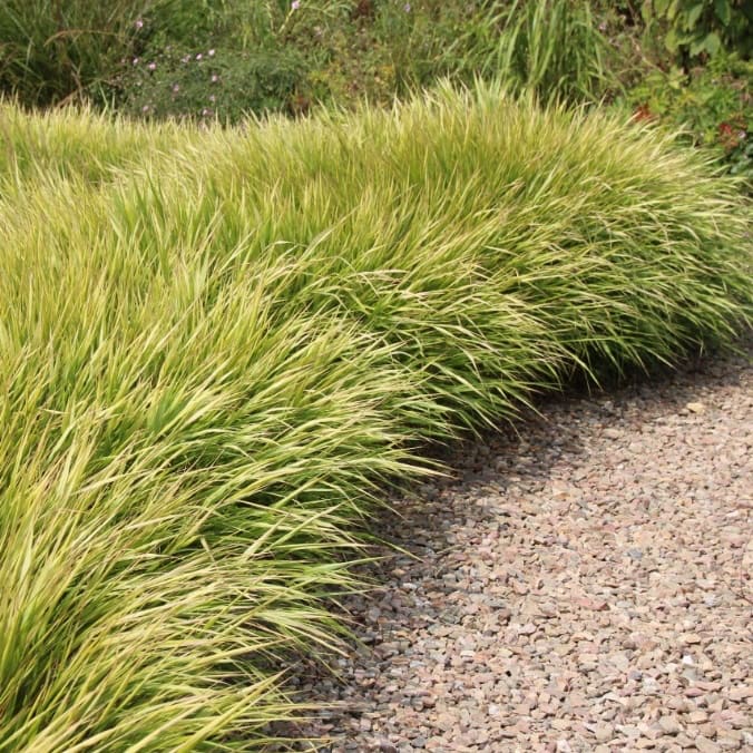 Hakonechloa macra 'Aureola'