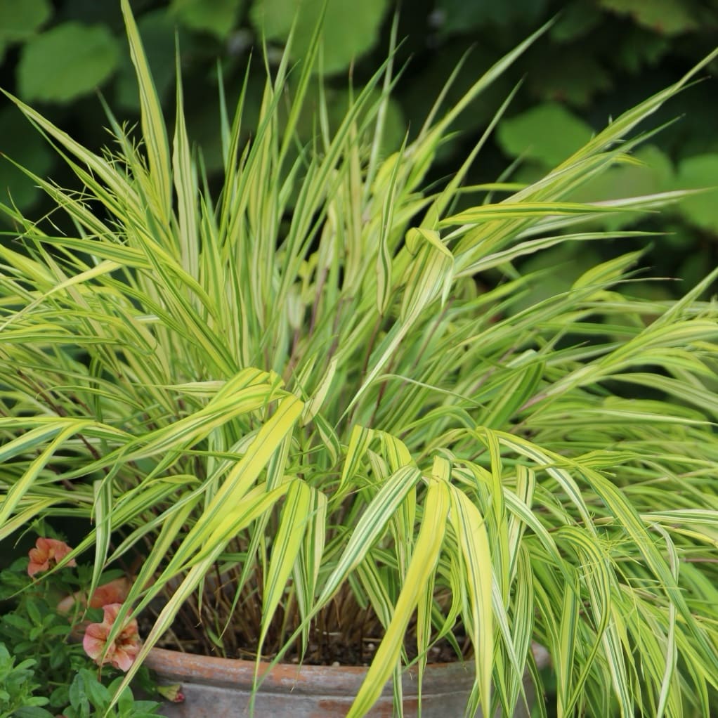 Hakonechloa macra 'Aureola'
