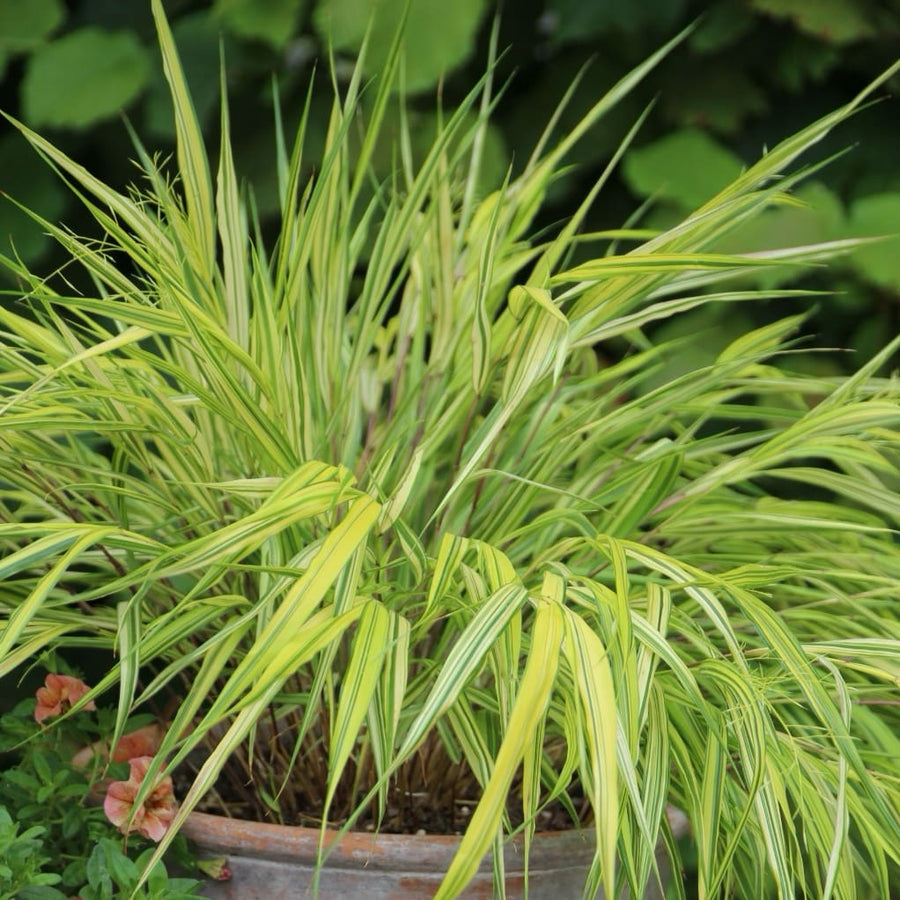 Hakonechloa macra 'Aureola'