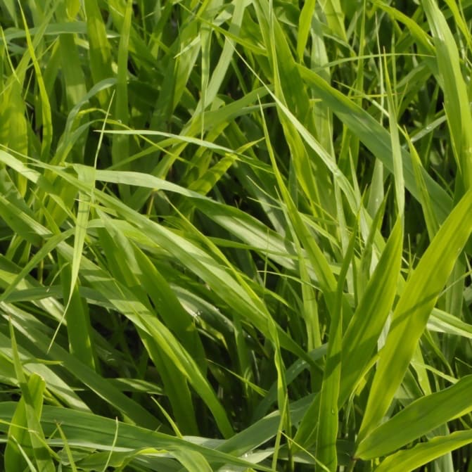 Hakonechloa macra