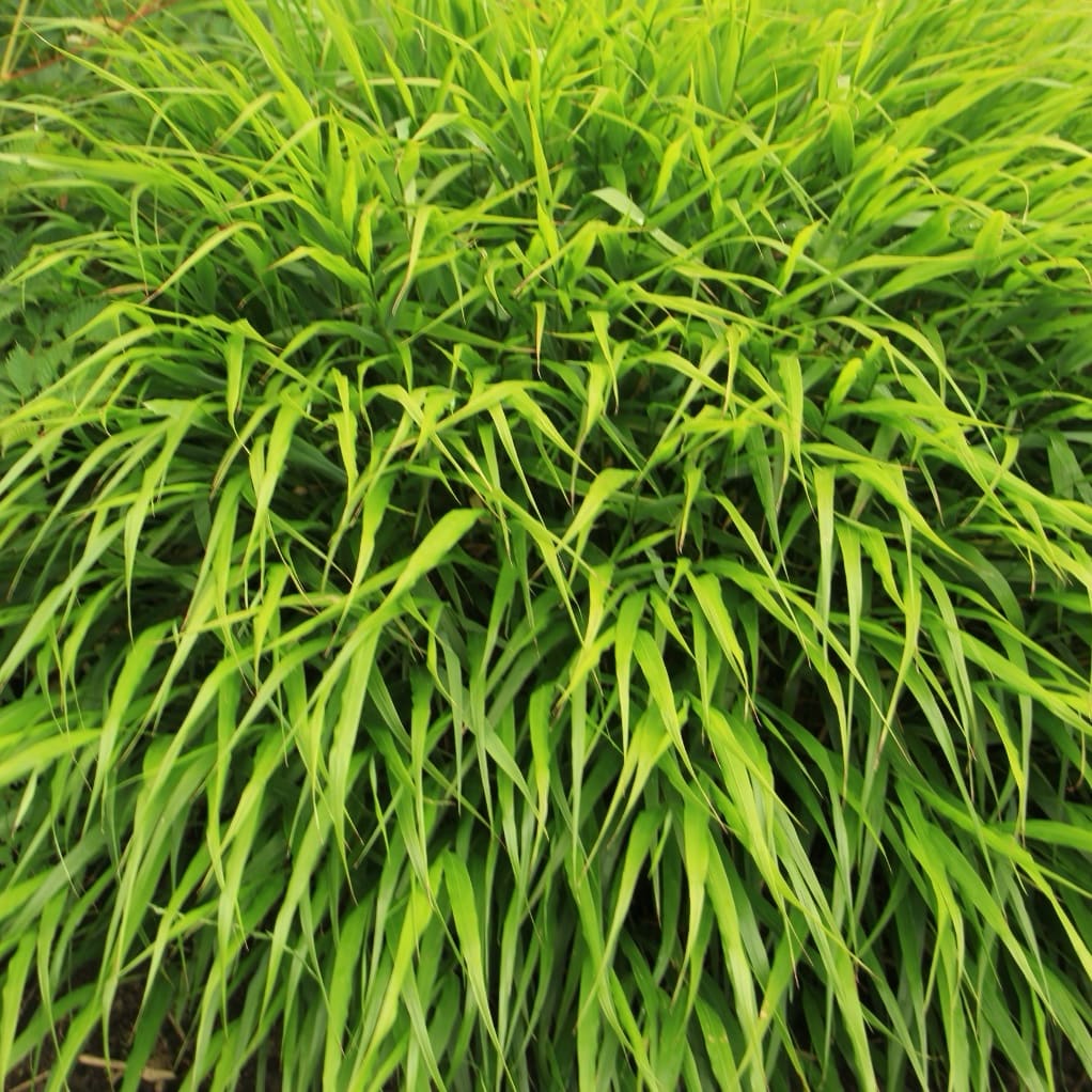 Hakonechloa macra