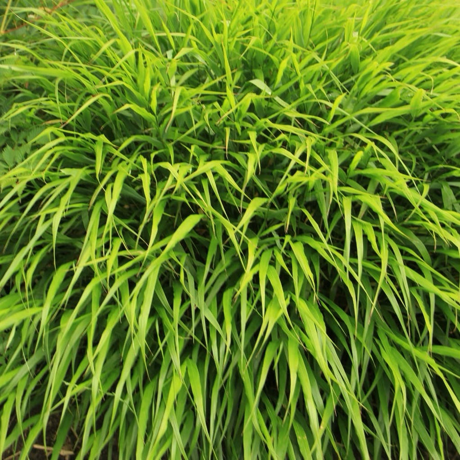 Hakonechloa macra