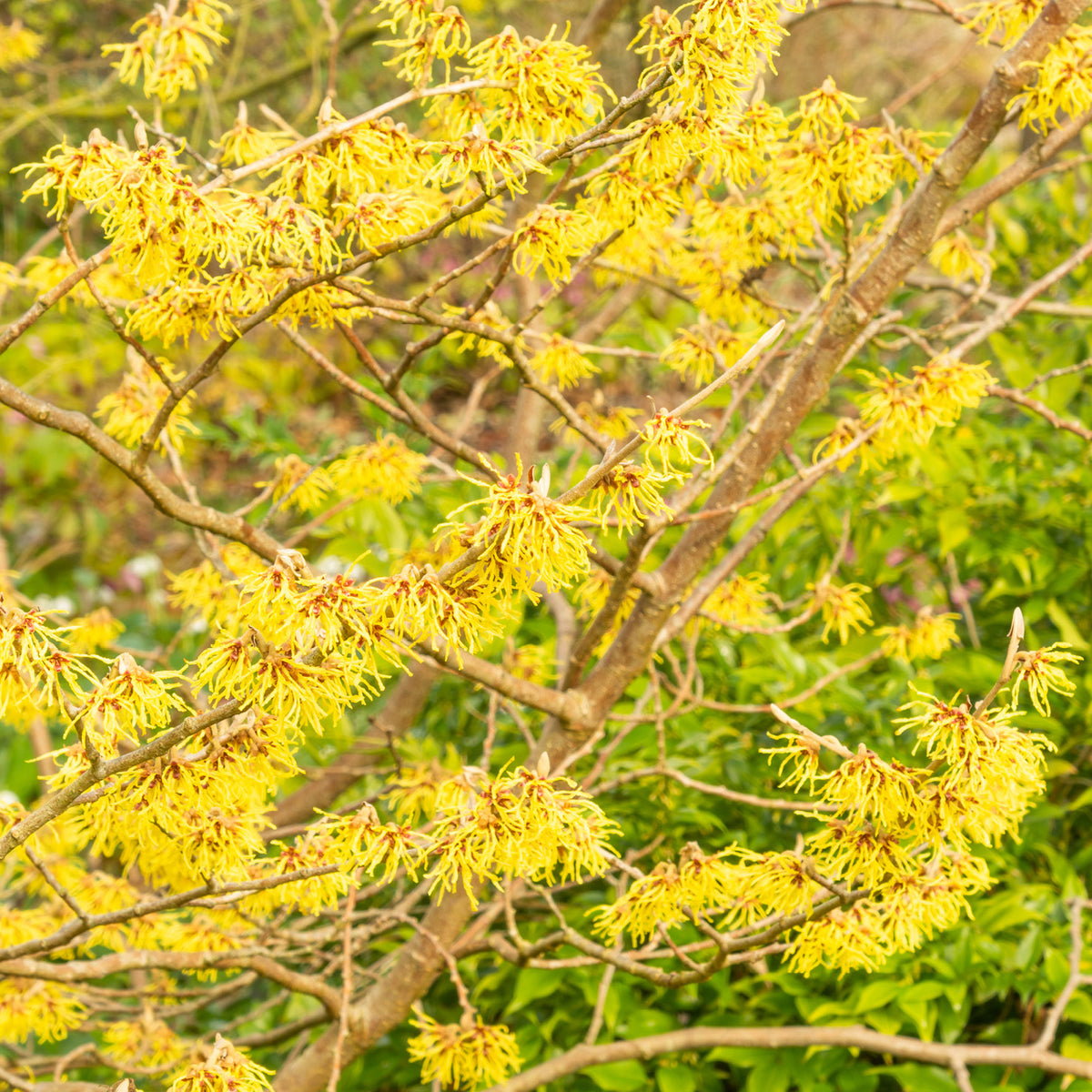 Blühende Hamamelis intermedia 'Arnold Promise'
