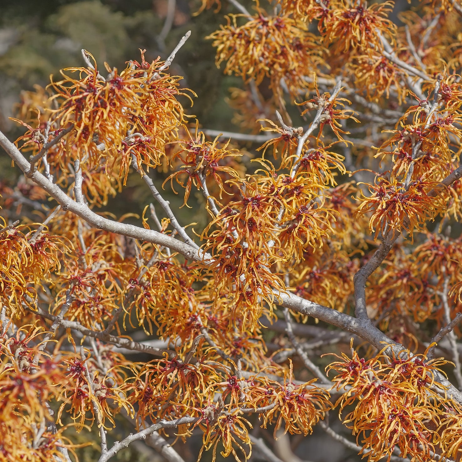 Blühende Hamamelis intermedia 'Jelena'