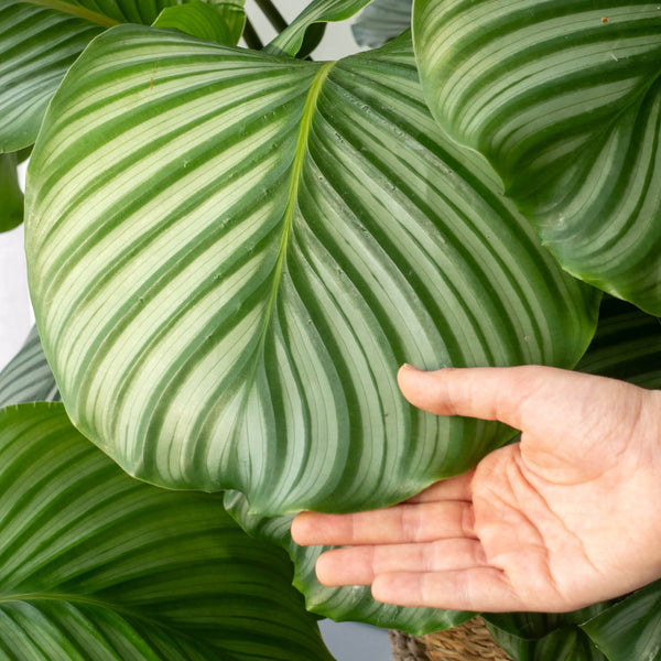 Hand berührt Blätter der XXL Calathea orbifolia