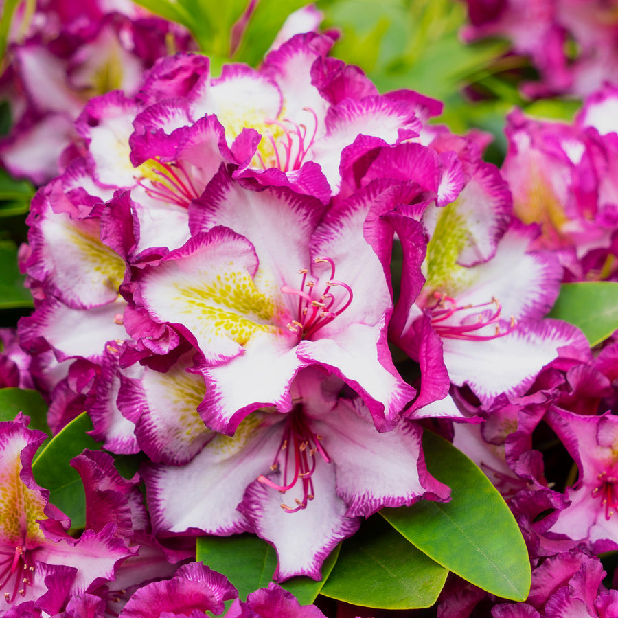 Blüte des Rhododendron INKARHO® 'Happydendron®' Pink-Weiß