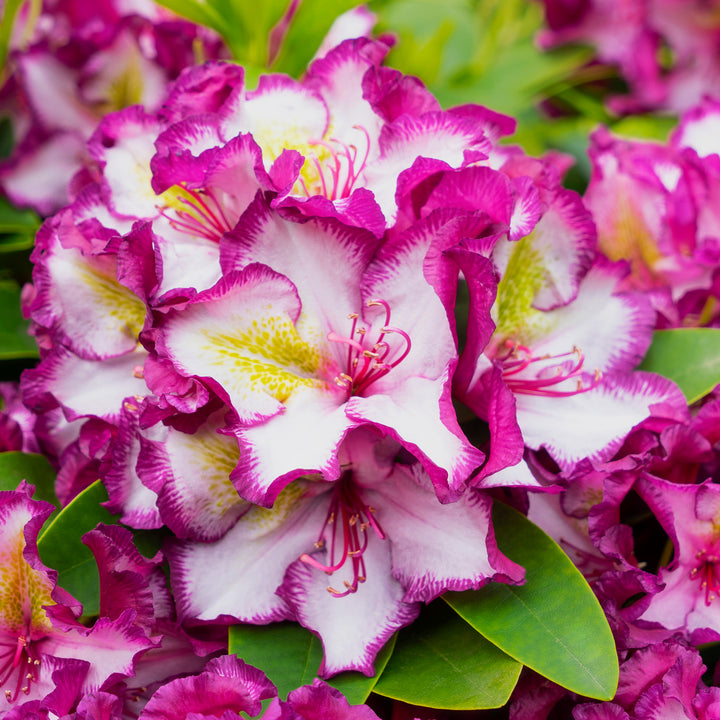 Blüte des Rhododendron INKARHO® 'Happydendron®' Pink-Weiß