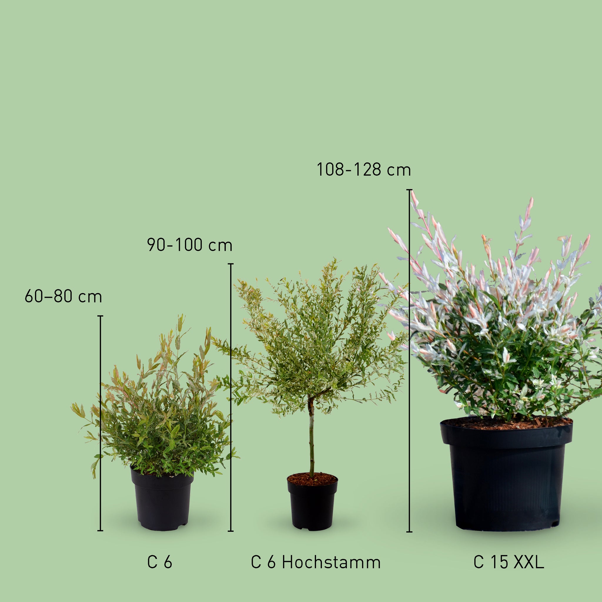 Größe der Harlekinweide 'Hakuro Nishiki'