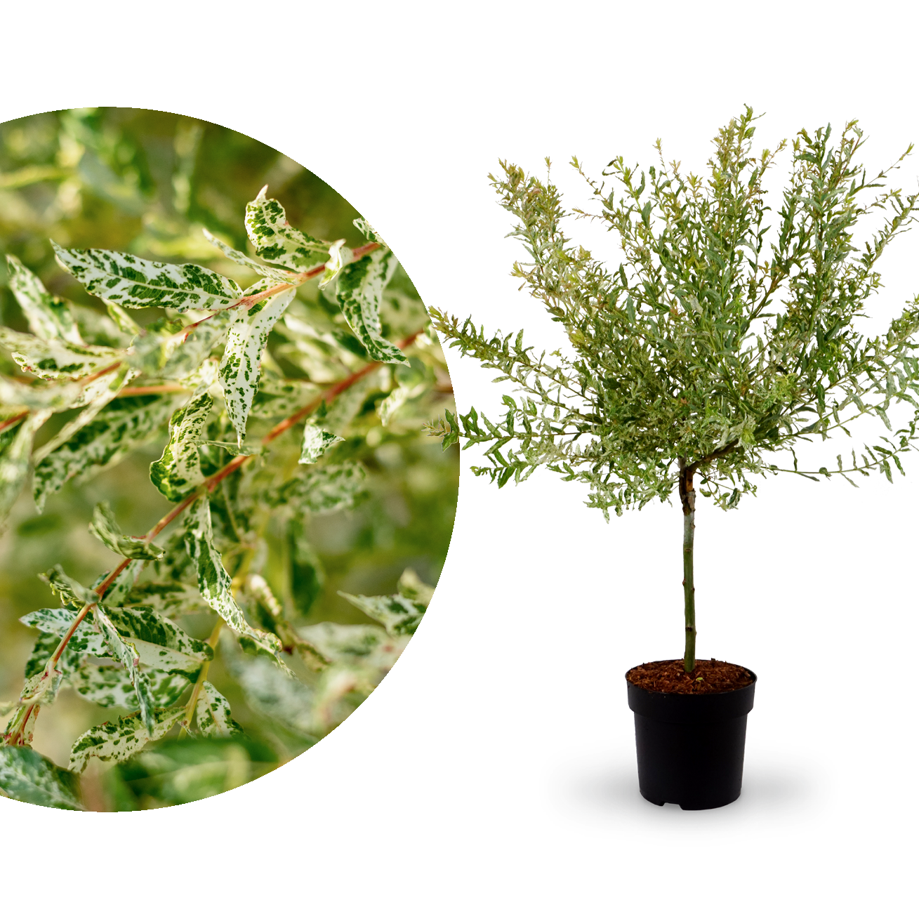 Harlekinweide 'Hakuro Nishiki' Stämmchen