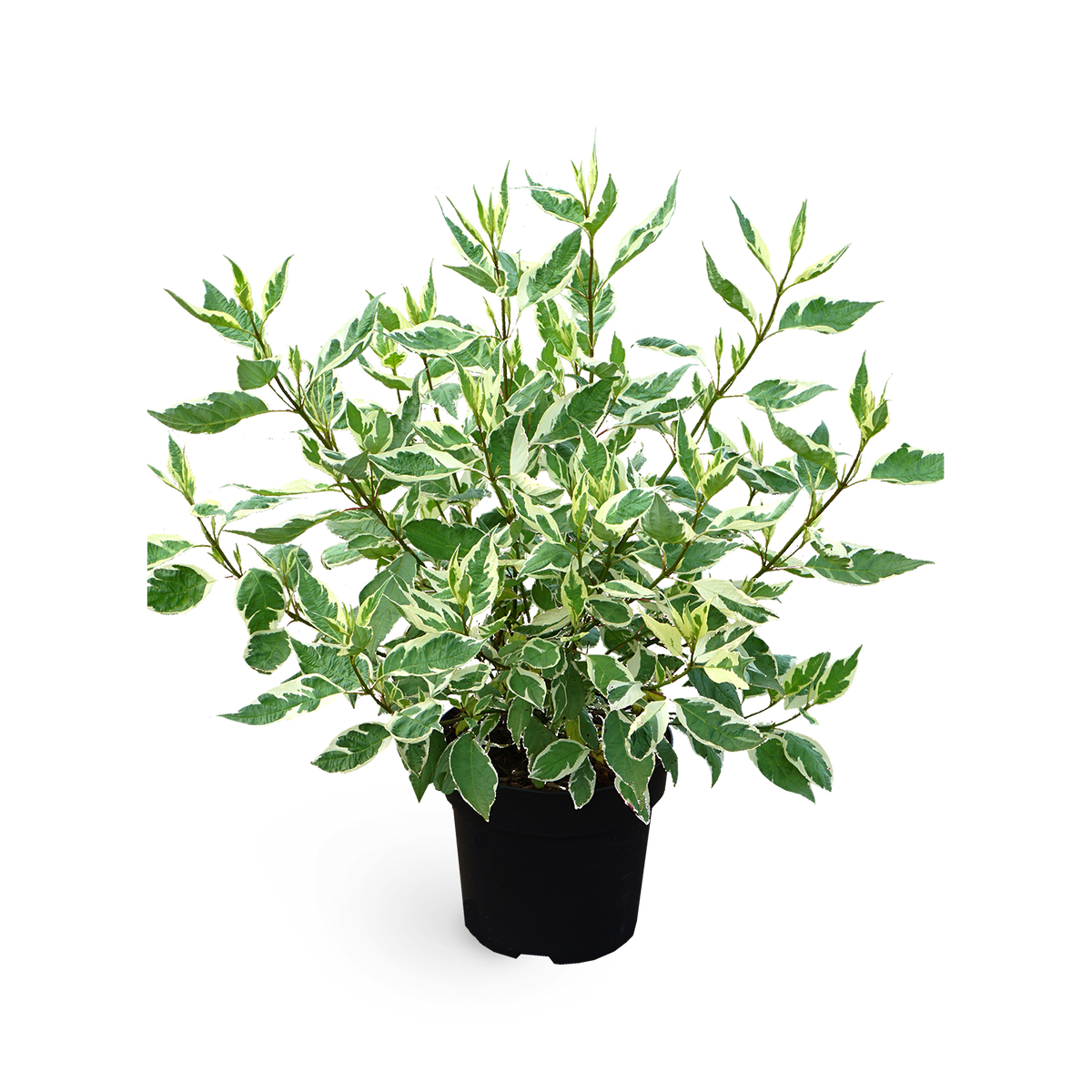 Hartriegel 'Ivory Halo'®