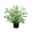 Hartriegel 'Ivory Halo'®