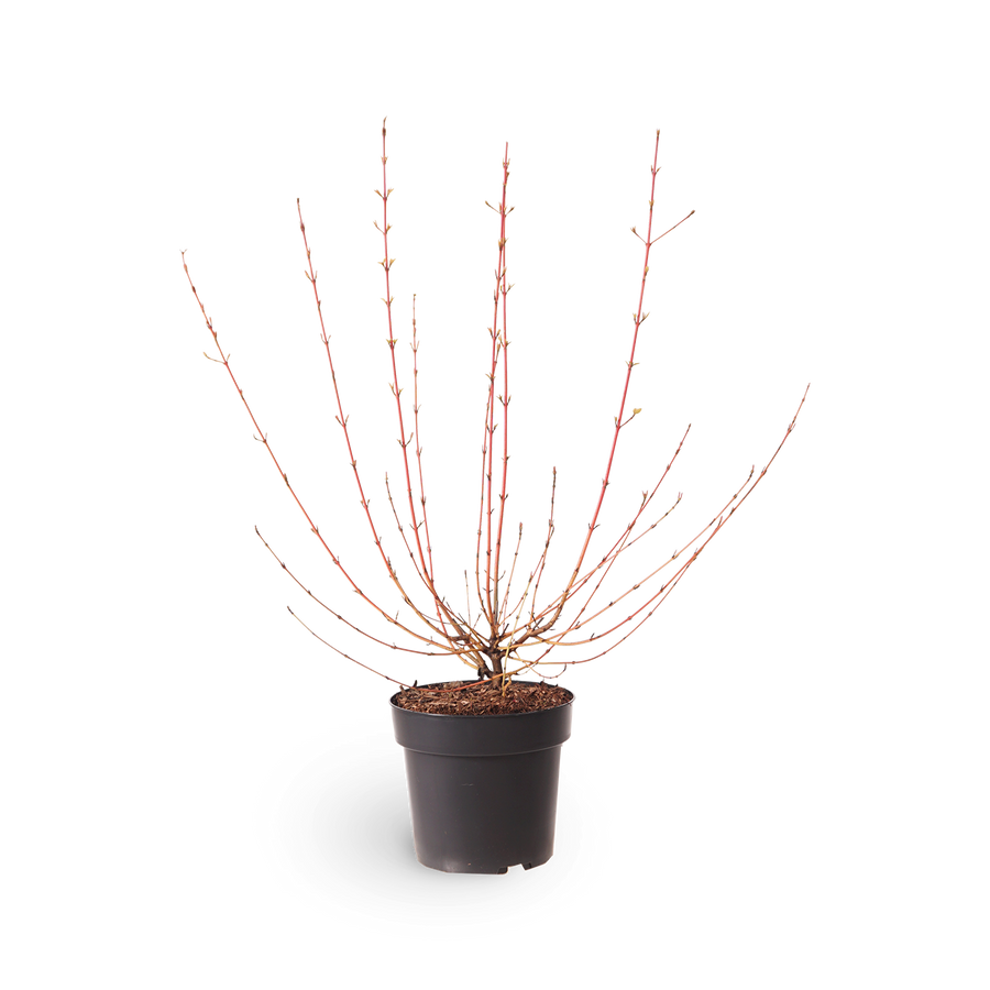 Hartriegel 'Wintersun'