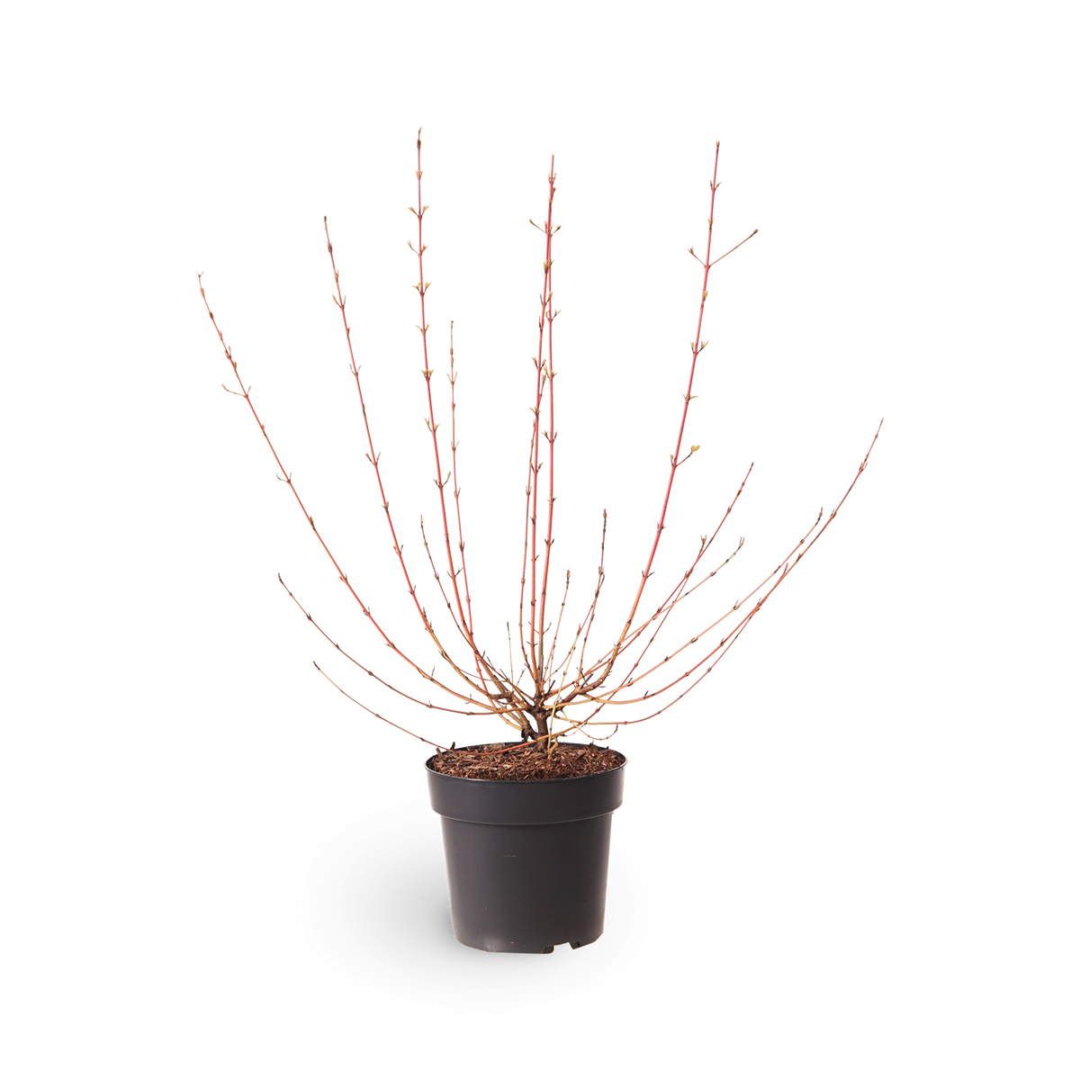 Hartriegel 'Wintersun'