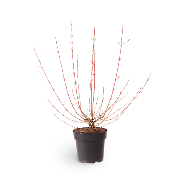 Hartriegel 'Wintersun'