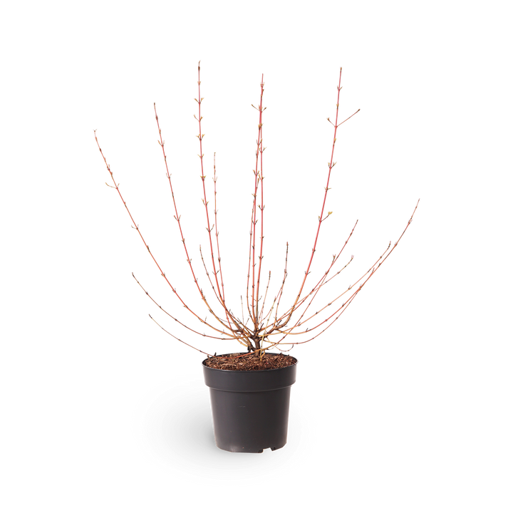 Hartriegel 'Wintersun'