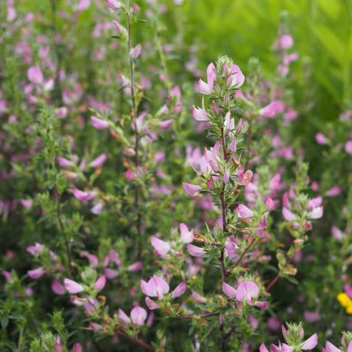 Hauhechel Rosa