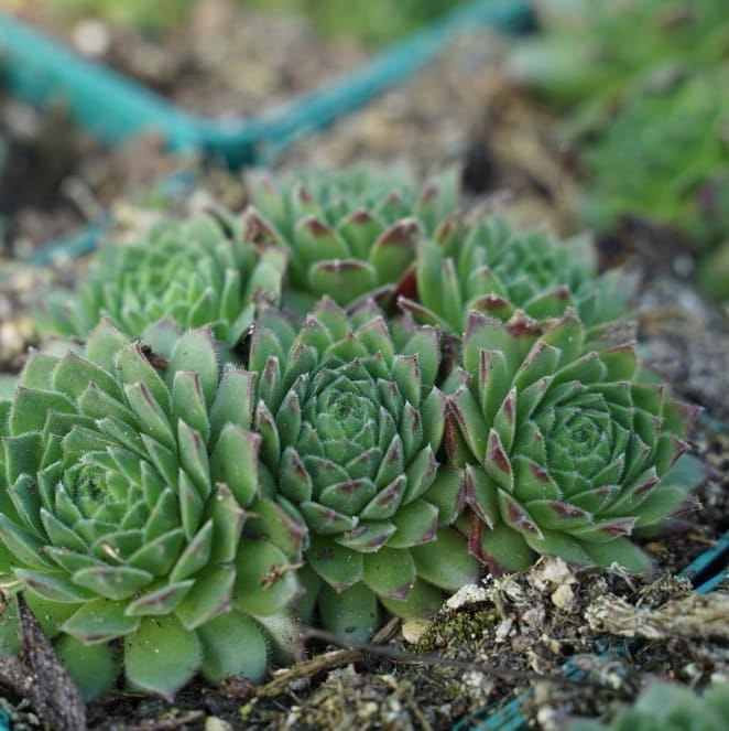 Hauswurz 'Godaert' Rosa