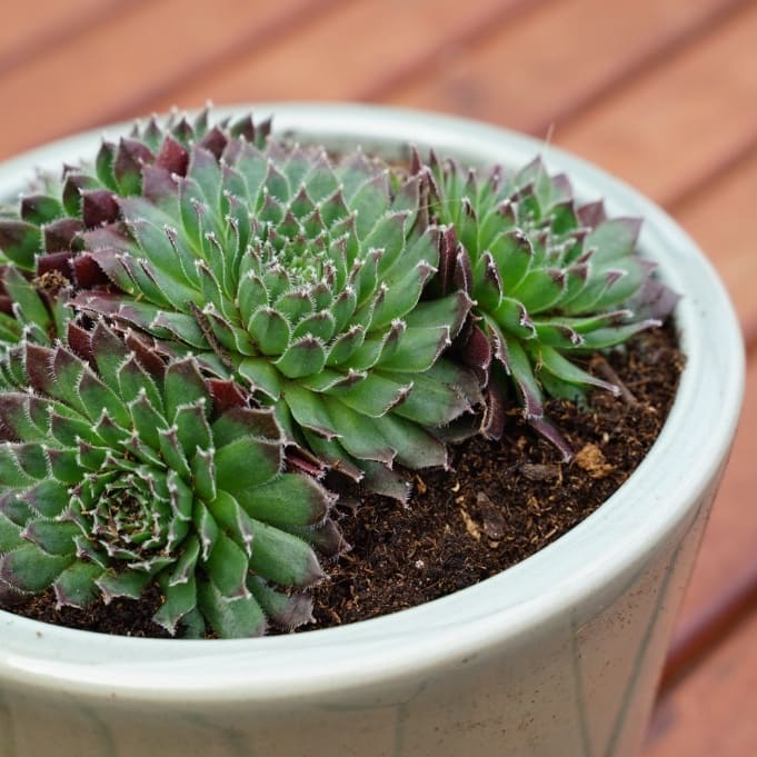 Hauswurz 'Jet Stream' Rosa