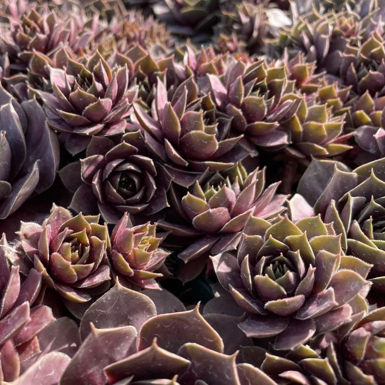 Hauswurz 'Othello' Rosa