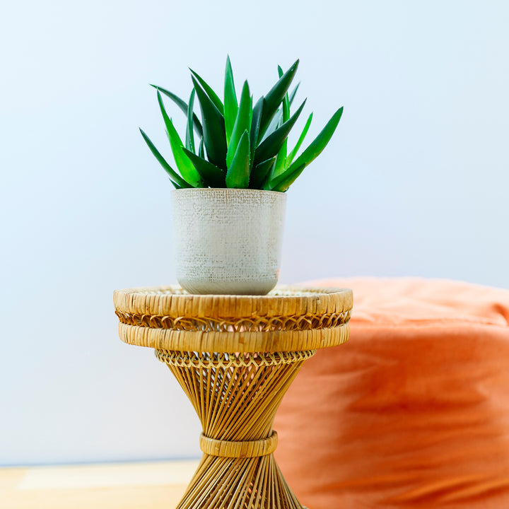 Haworthia 'West Jogoo' im Wohnzimmer