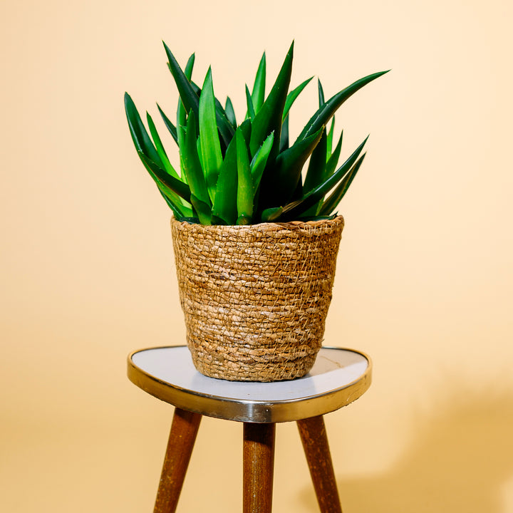 Haworthia 'West Jogoo' als Zimmerpflanze