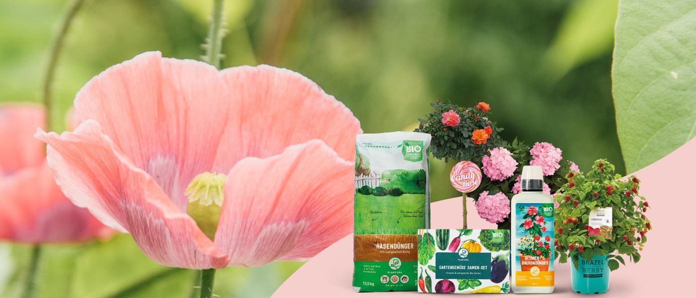 Rosa Mohnblüte mit Plantura Produkte